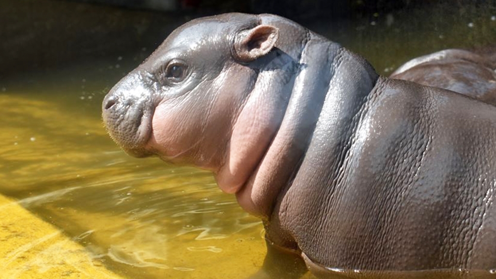 脖子擠出三圈肉！超萌河馬寶寶「水中喝奶」秀特技