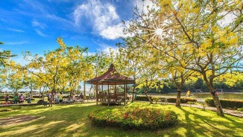台南下「黃金雨」!夢幻場景美呆了!