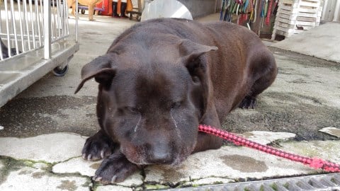 別打草驚蛇！外出散步小心寵物遭蛇咬