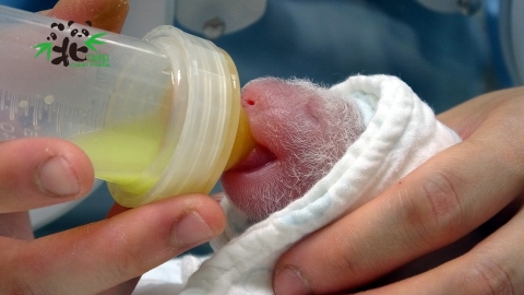 大貓熊「圓圓」喜迎第二胎！「圓仔」升格當姊姊了