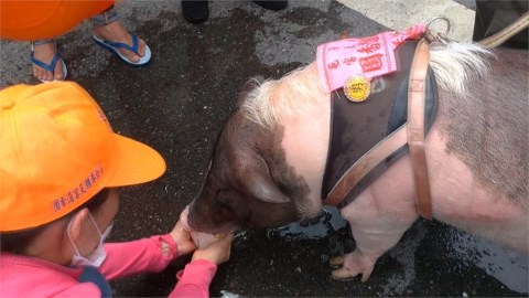 白沙屯媽祖遶境回鑾 麝香豬逗趣陪走