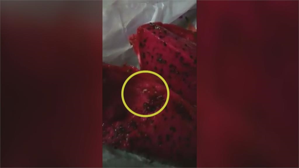 果肉裡有白蟲蠕動！ 火龍果沒套袋招來果蠅