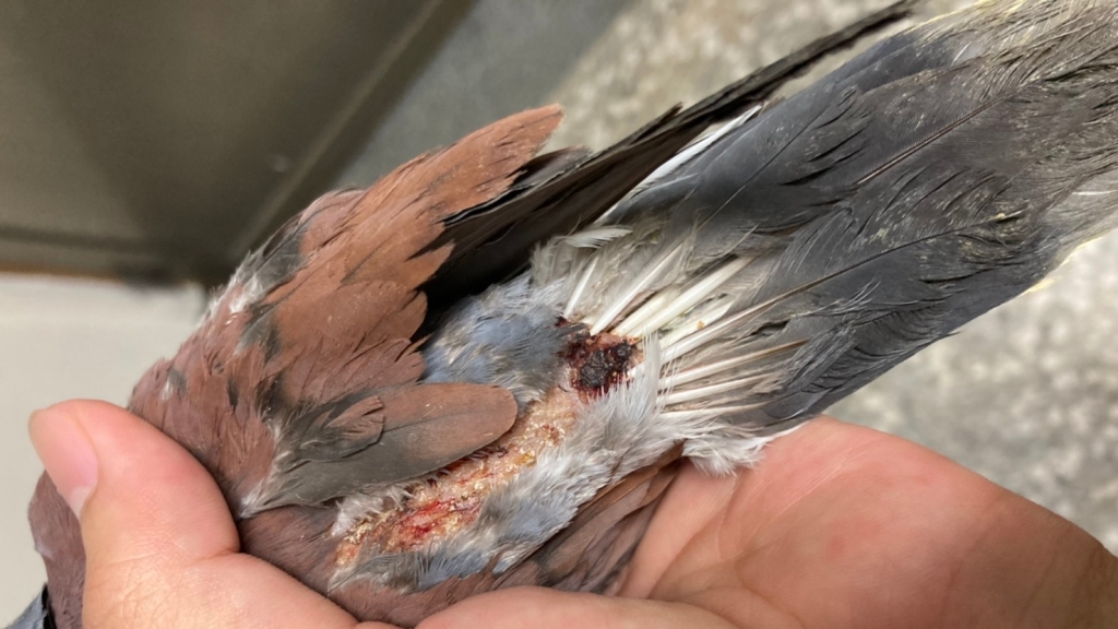 路邊非法賣鳥　動保處開罰1.5萬