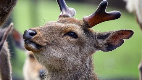 鹿瘦如材!奈良鹿盼不到遊客餵餅 瘦成「排骨鹿」