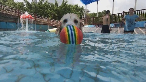 基隆毛小孩專用水樂園開幕不到一個月人潮絡繹不絕