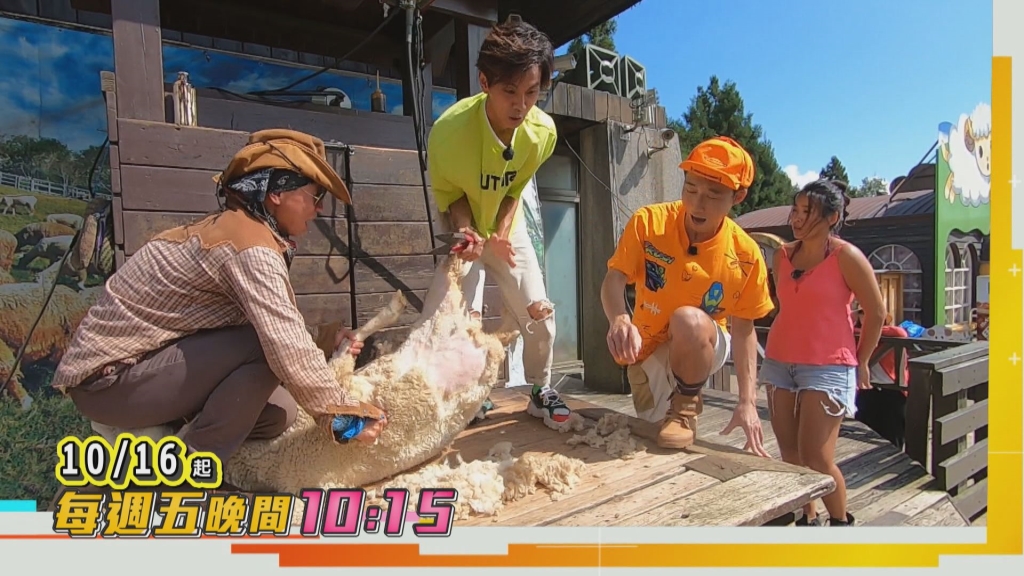 牧羊人體驗不容易 小小翔慘遭羊腳攻擊 浩子直呼「這樣我怎麼敢上去！」