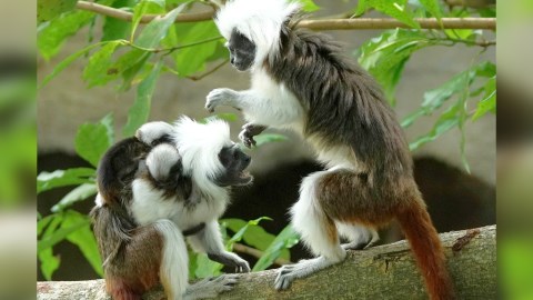 北市動物園「棉頭絹猴」再產雙胞胎！小寶寶們趴在爸媽背上  一家六口萌樣曝光
