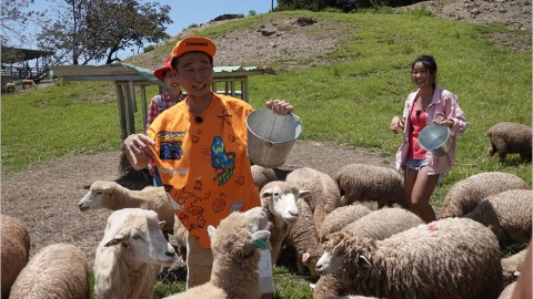 浩角翔起從藝人變職人！牧羊人趕集…還是被羊趕啊？養蜂職人心驚驚 小心不要驚動它