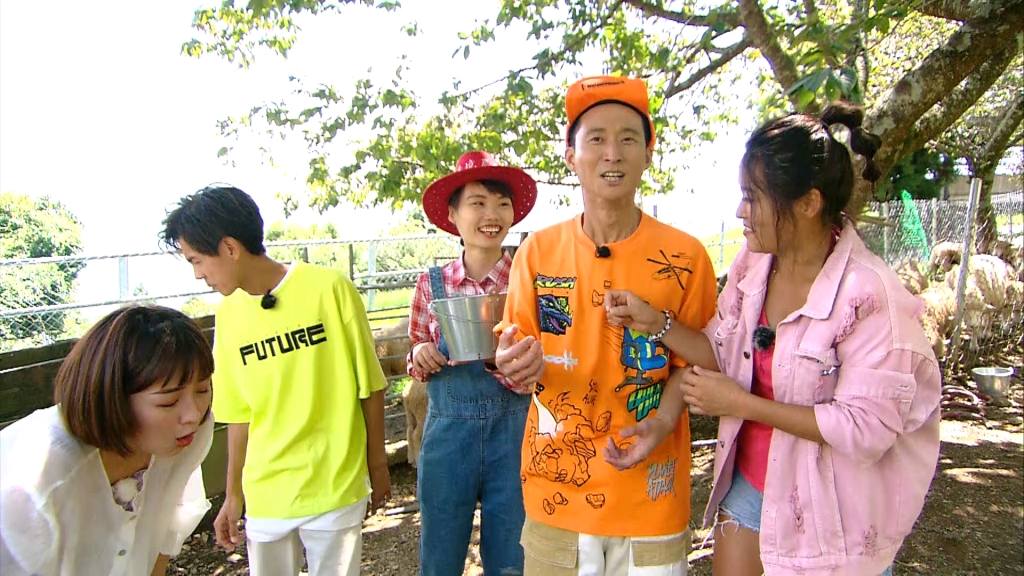 牧羊人體驗還不夠 還要跟著羊咩咩一起吃美味羊飼料