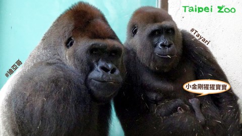 迪亞哥當爸了！金剛猩猩「Tayari」順利產下寶寶  甜曬全家福照
