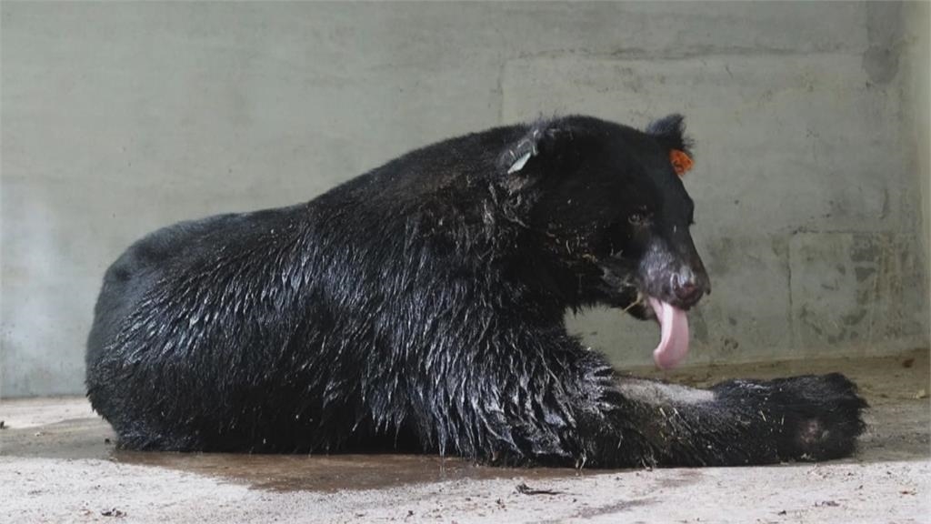 台中斷掌黑熊胖4公斤！最快月底野放