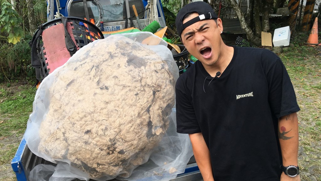 竇智孔捕蜂慘遭毒尿襲擊眼  虎頭蜂傾巢而出 他驚呼比蜂炮更可怕