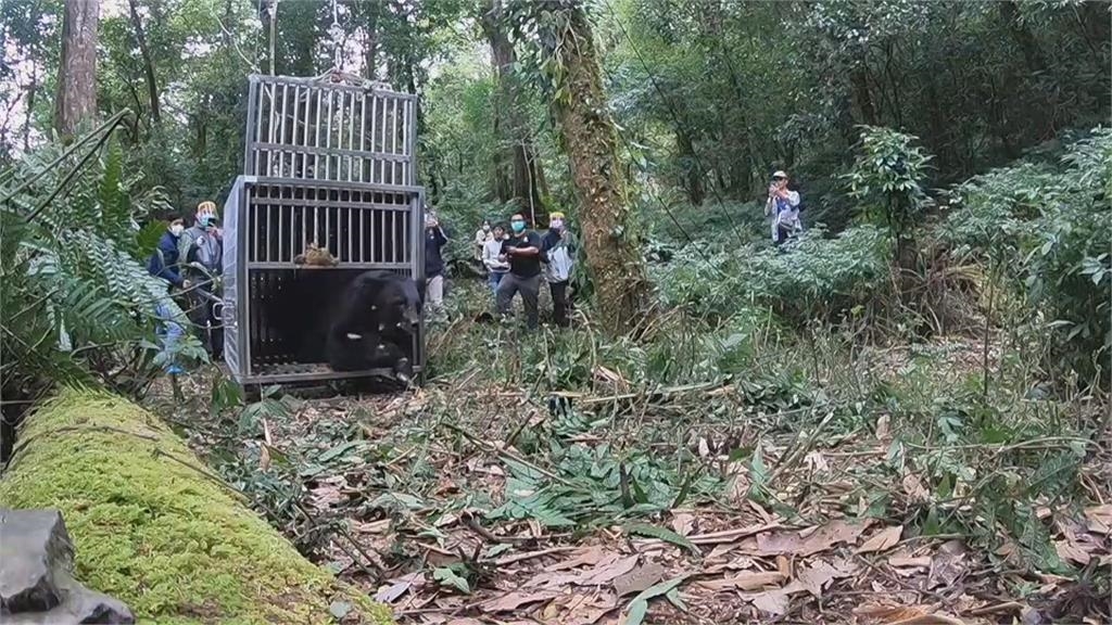 誤觸陷阱！台灣黑熊康復 野放重回森林