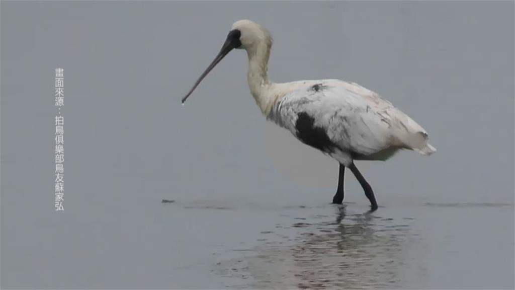 黑面琵鷺遭BB槍射擊？疑翅膀受傷、身軀染血