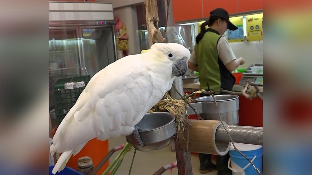 性別歧視嗎？葵花鳳頭鸚鵡專挑女性！雅虎愛捉弄保育員 對男性畢恭畢敬