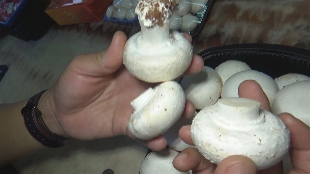 比小籠包還大顆！  霸王洋菇靠「吹冷氣」養出來