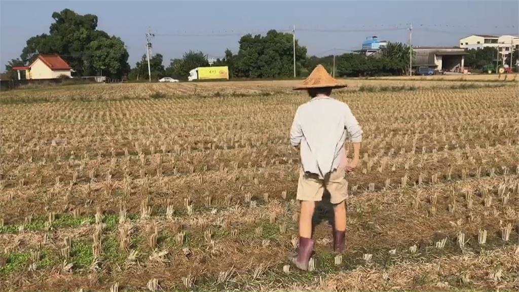 台中一期稻作1月5日起停灌 桃是否列入明決定霸王寒流、水情緊 陳吉仲：農損恐更嚴重