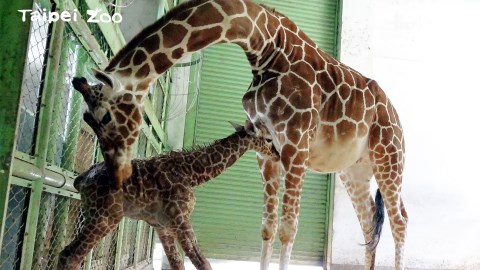 動物園喜事連連！長頸鹿「小麥」順利產下女寶寶　明年春節前後和大家見面