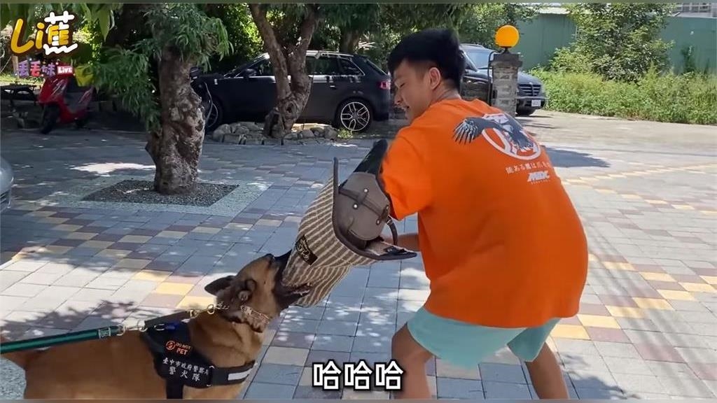 可愛卻不失專業！直擊警犬訓練過程