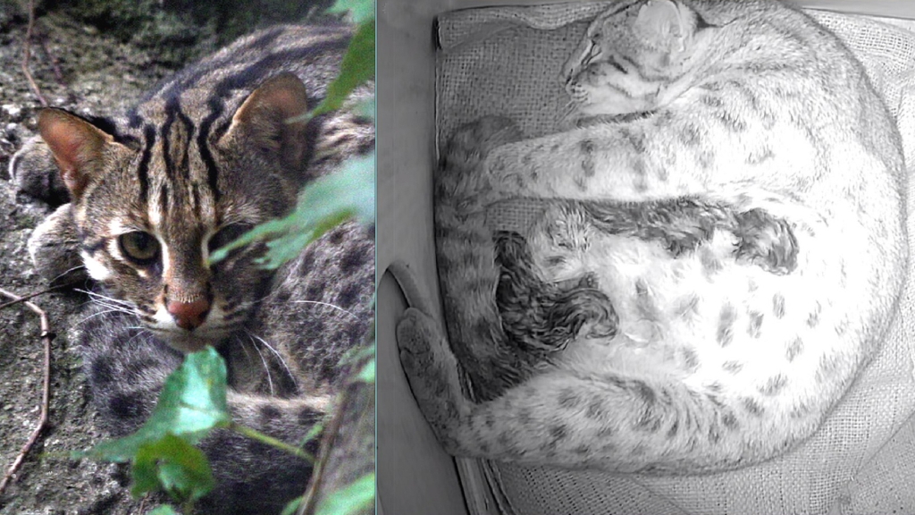 相隔20年！北市動物園喜迎三隻石虎寶寶    媽媽「平平」生產畫面曝光