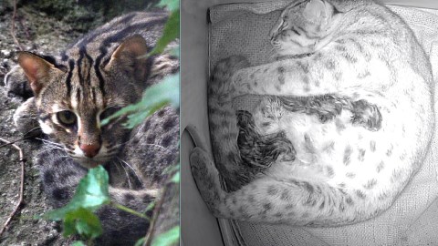 相隔20年！北市動物園喜迎三隻石虎寶寶    媽媽「平平」生產畫面曝光