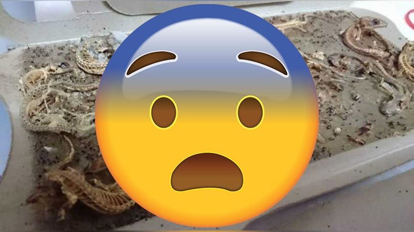 10年蟑螂屋完整保存「壁虎化石」！網驚：是侏儸紀公園