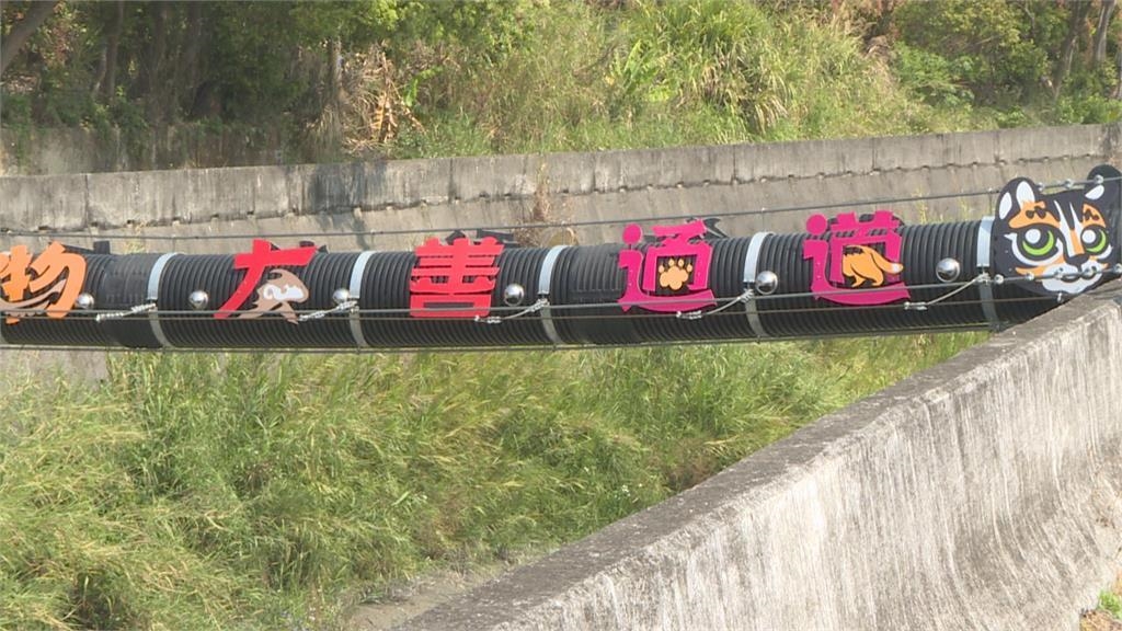 苗140線老庄溪路段「石虎路殺熱點」全國首創 ！增設覓食通道免繞道通行