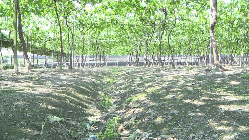 缺水茶樹嚴重枯死 樟湖春茶產量銳減一半