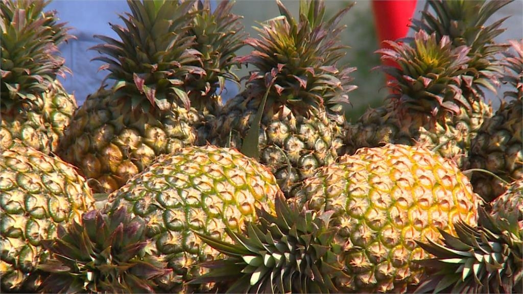史上首次！ 去冠芽鳳梨成功輸澳 2公噸突破最嚴檢疫程序「合格通關」