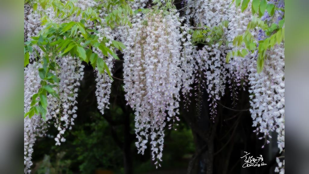 超夢幻！ 武陵農場白藤盛開成串下垂 花朵搖曳宛如白色瀑布