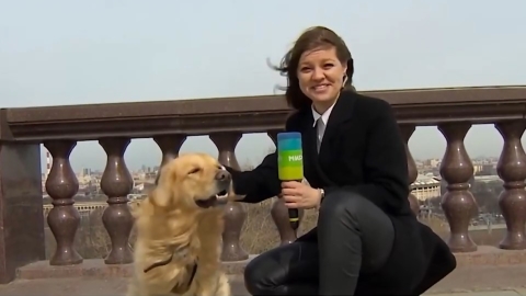 影/女記者直播期間被襲 「神偷」狗狗一口咬走麥克風