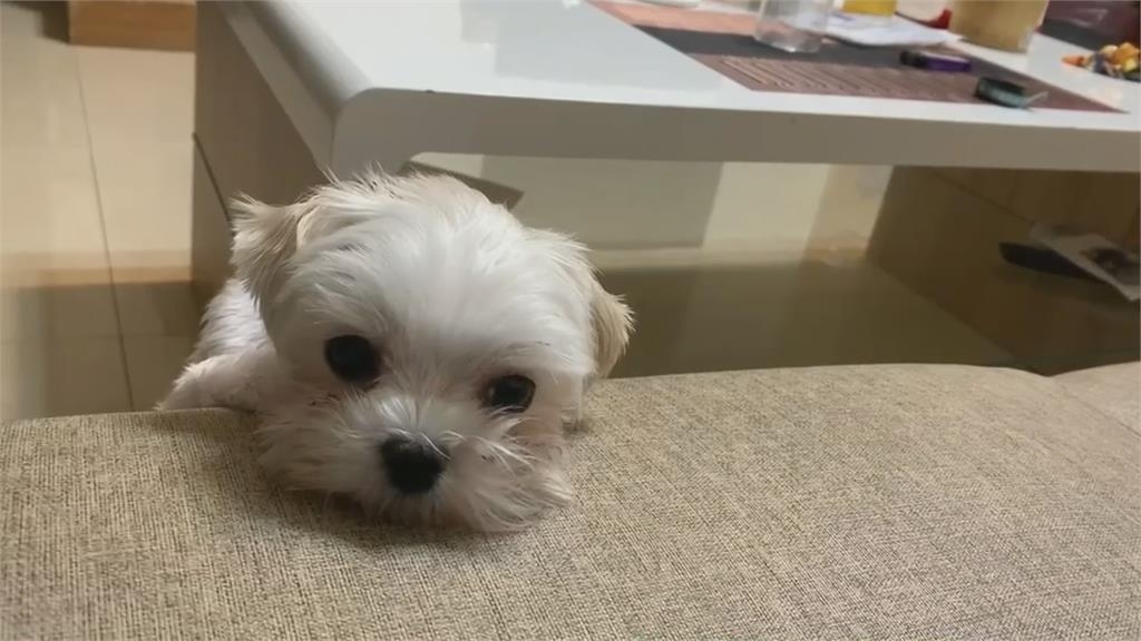 送愛犬結紮竟被誤取胰臟亡 獸醫:我已經退錢