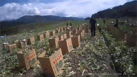 宜蘭高麗菜園查獲非法移工　 急送醫快篩幸「陰性」