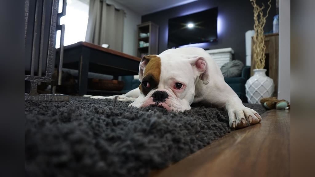 如何改善「防疫憂鬱」？命理師曝「12生肖開運法」屬羊可多下廚