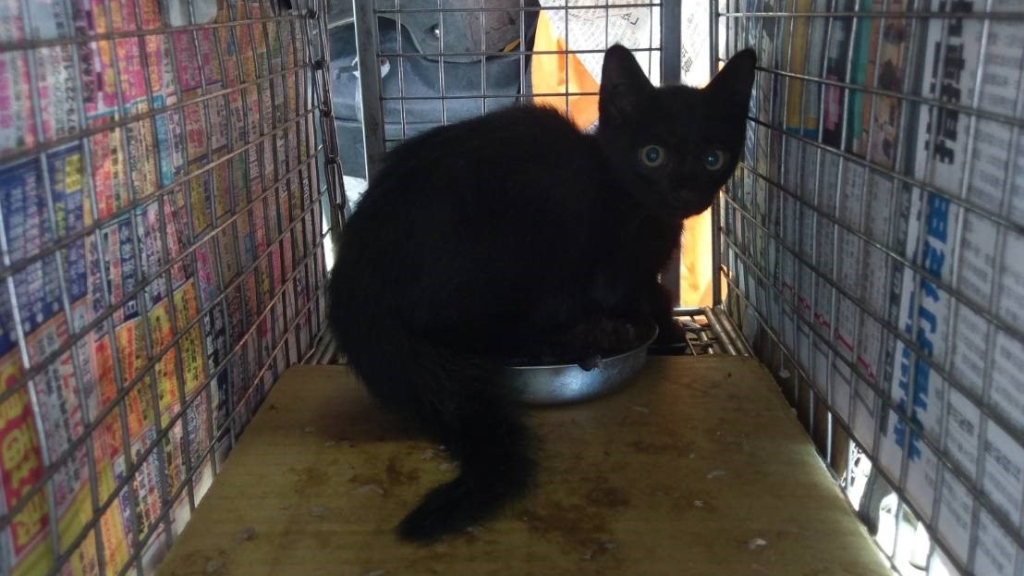 小黑貓受困橋墩　歷時4天救援成功