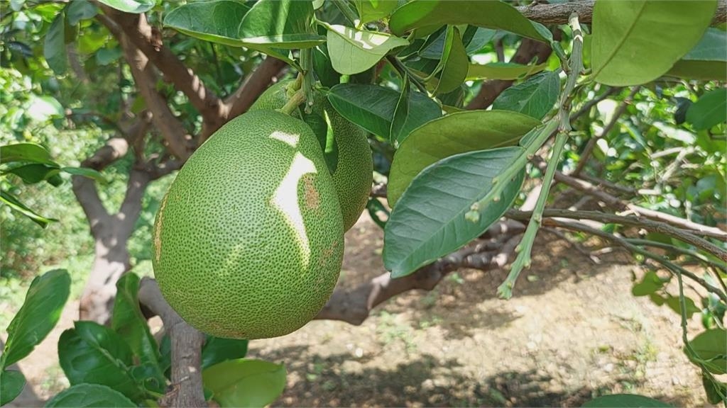 慘... 畸形文旦柚掉滿地　花未結果就乾癟枯萎