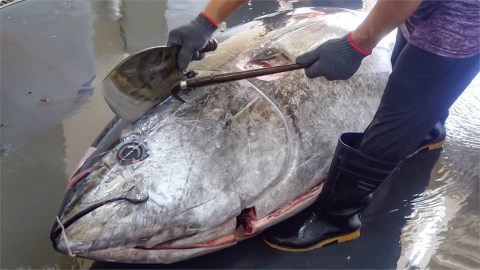 台灣黑鮪魚分解秀!切割料理師耍藝術刀工 「10分鐘拆解完」1500萬人搶看