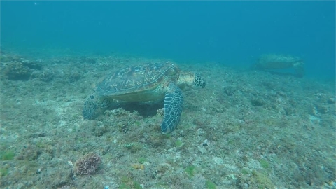 破紀錄805隻 小琉球被海龜包圍