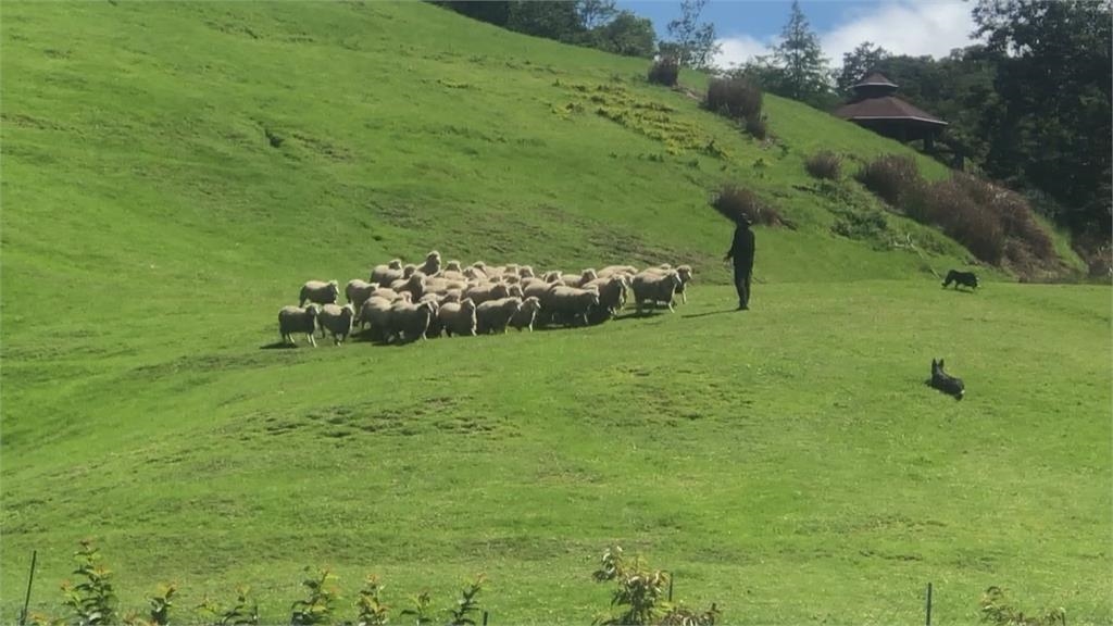 微解封後首場綿羊秀　清境農場吸3百遊客