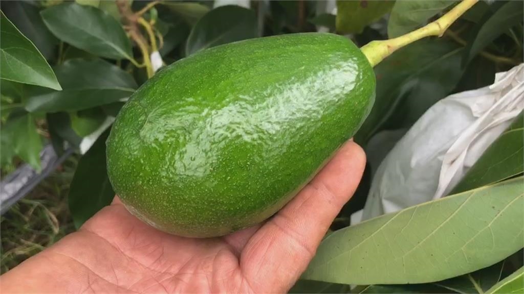 颱風後恐有西南氣流帶來豪雨　台南大內酪梨、麻豆文旦果農急防颱