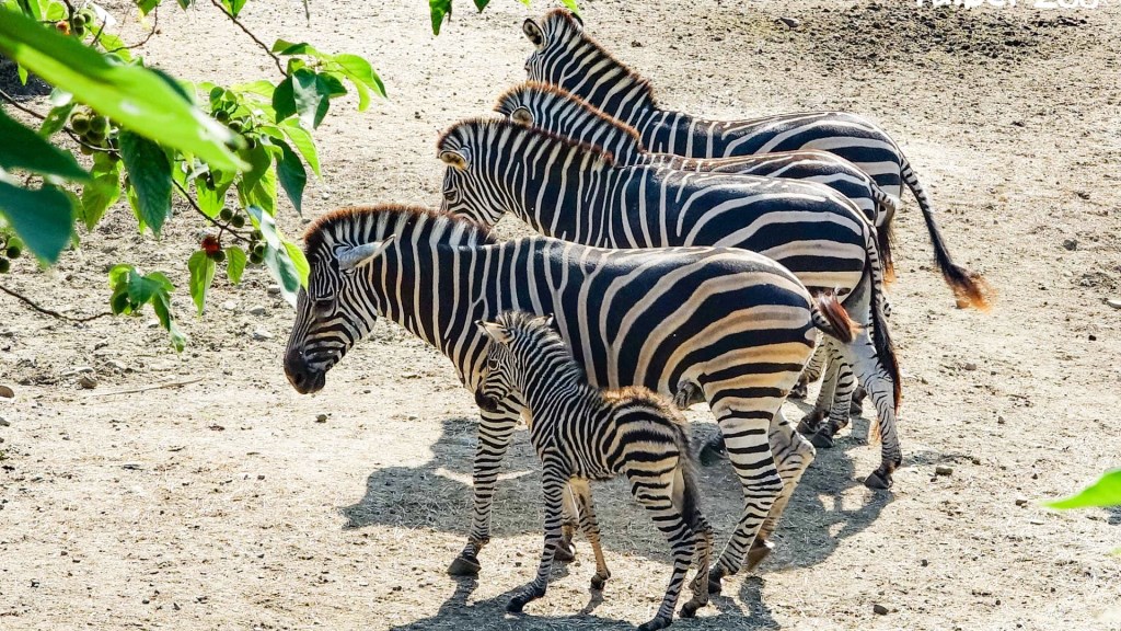 斑馬媽媽「菲蘭竹」生寶寶了！北市動物園8月1日將重新開園