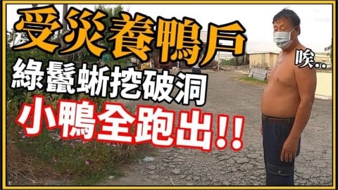 巨龍再出沒!綠鬣蜥啃破防護網 小鴨上演「全員逃走中」事後慘況曝