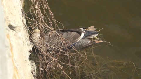 金門水溝驚見60隻野鴨暴斃 疑食用下毒酒糟致死