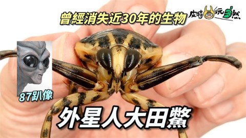 曾消失30年 !驚見台灣最珍貴水生昆蟲「大田鱉」 他嗨喊:太感動了