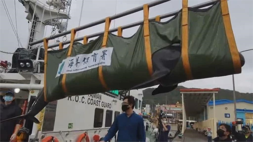 國內首例!擱淺活體偽虎鯨收容野放成功 國內首例!擱淺活體偽虎鯨收容野放成功