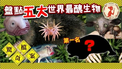 無奇不有！她列世界最醜5大生物　第一名「粉色無毛」長相獵奇超驚人