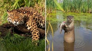 動物園攝影獎作品出爐！飼養員變身攝影大師捕捉動物「搞笑瞬間」萌翻網友