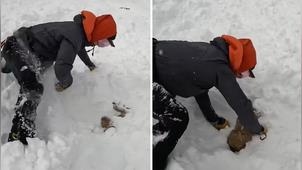 狗狗遭雪崩活埋20分鐘！熱心滑雪客「不放棄希望」拚命挖掘成功救出：別怕沒事了～