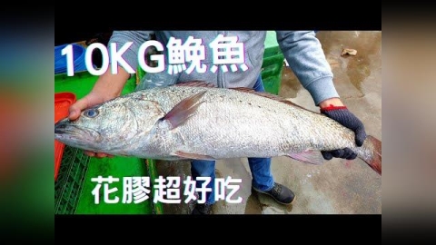 過年分切超大鮸魚送親友　超硬魚脊椎骨他拿出「暗金裝備」笑翻網友