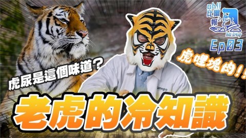 過新年學新知！他揭13個老虎冷知識　虎尿聞起來像「奶油爆米花」